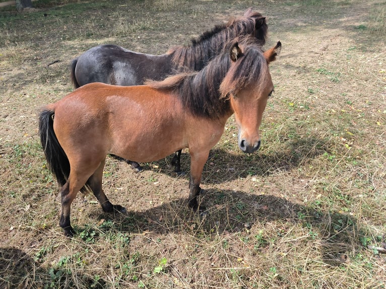 American Miniature Horse Stallion 2 years Brown in Chaveyriat