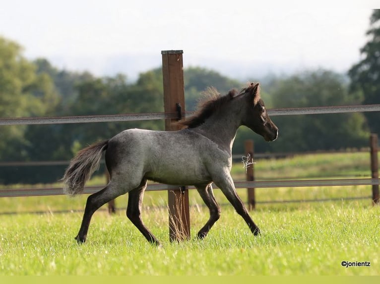 American Miniature Horse Stallion 2 years Roan-Blue in Leinburg