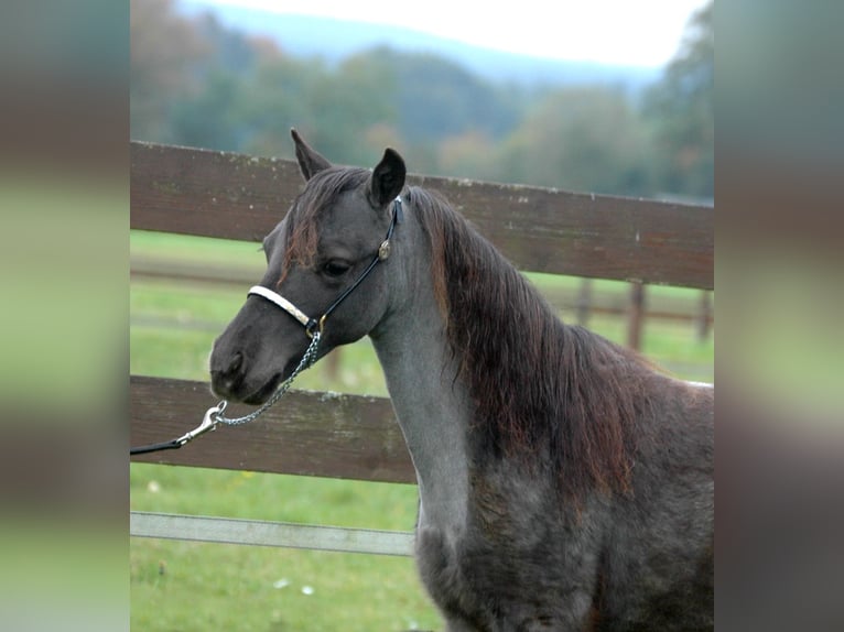 American Miniature Horse Stallion 2 years Roan-Blue in Leinburg