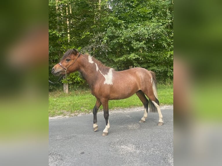 American Miniature Horse Stallion 3 years 7,3 hh Tobiano-all-colors in Bad BentheimBad Bentheim