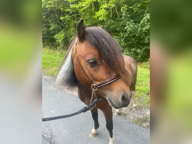 American Miniature Horse Stallion 3 years 7,3 hh Tobiano-all-colors in Bad BentheimBad Bentheim