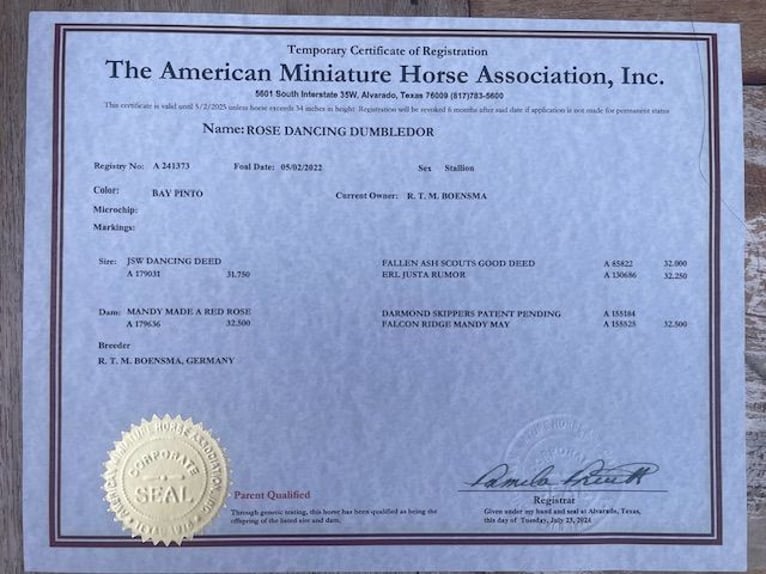 American Miniature Horse Stallion 3 years 7,3 hh Tobiano-all-colors in Bad BentheimBad Bentheim