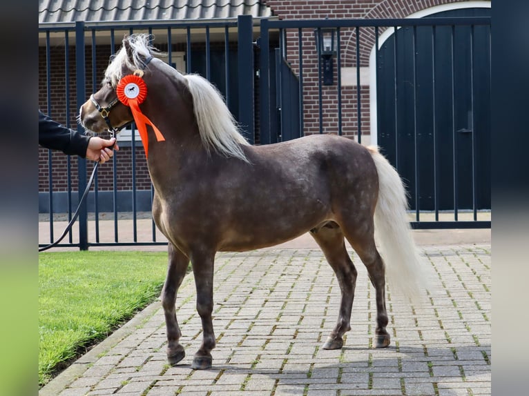 American Miniature Horse Stallion 3 years 8,1 hh in maastricht
