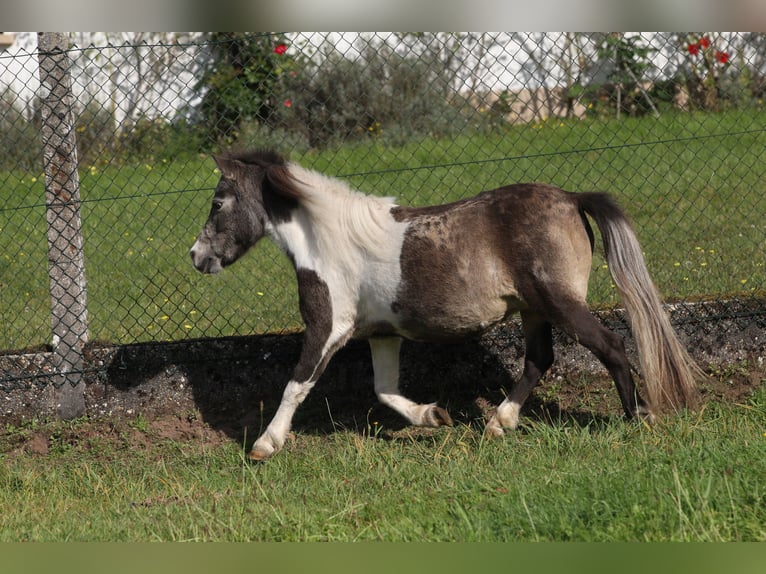 American Miniature Horse Stallion 3 years 8,1 hh Palomino in Hinterweidenthal