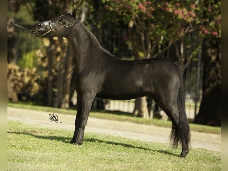 American Miniature Horse Stallion 3 years 8,3 hh Gray in Glières val de Borne