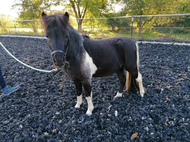 American Miniature Horse Stallion 3 years 9 hh Pinto in Ruhstorf an der Rott