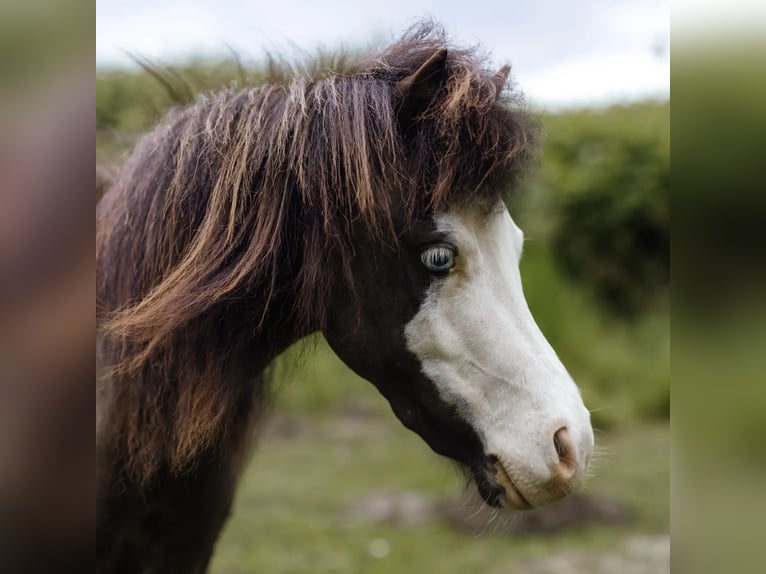 American Miniature Horse Stallion 3 years Overo-all-colors in Söhlde