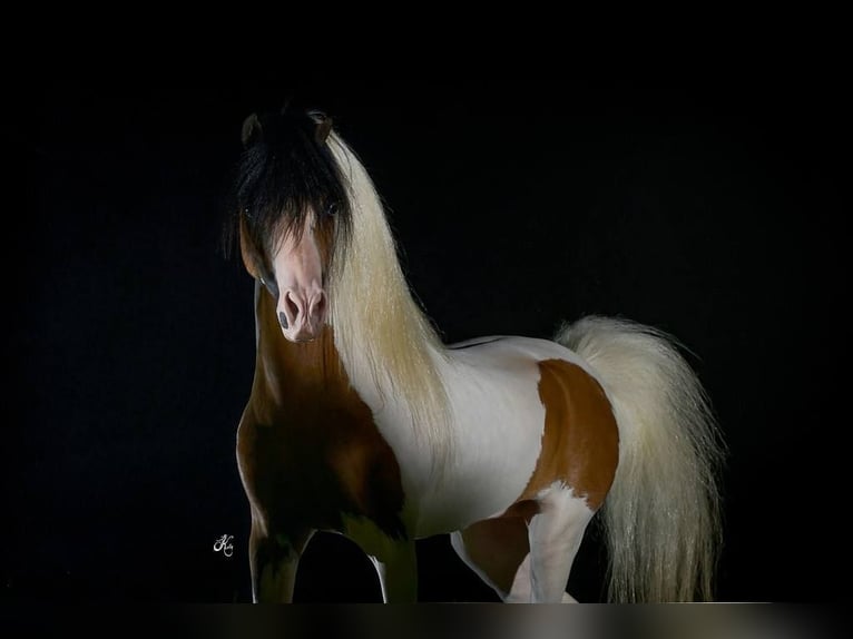 American Miniature Horse Stallion 3 years Overo-all-colors in Söhlde