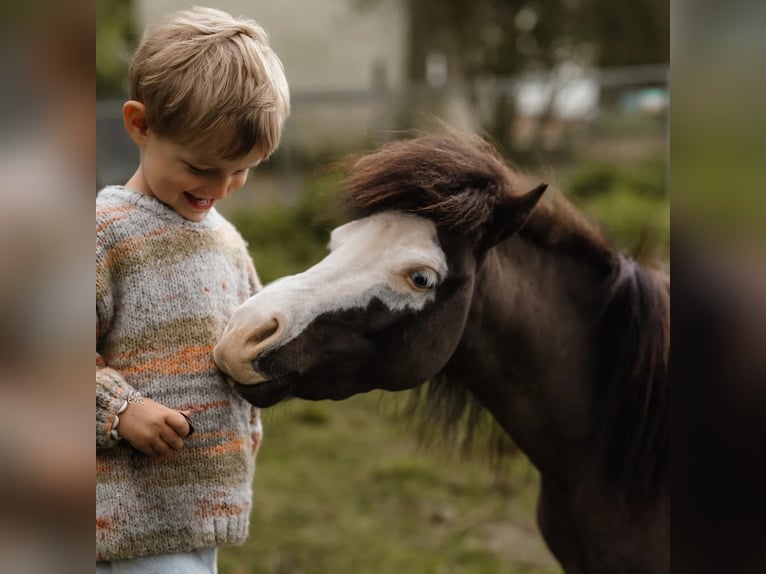 American Miniature Horse Stallion 3 years Overo-all-colors in Söhlde