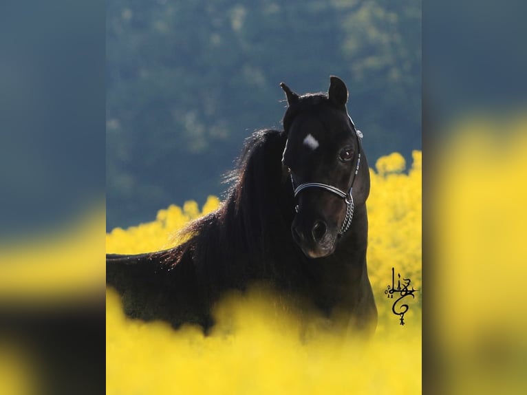 American Miniature Horse Stallion 3 years Overo-all-colors in Söhlde