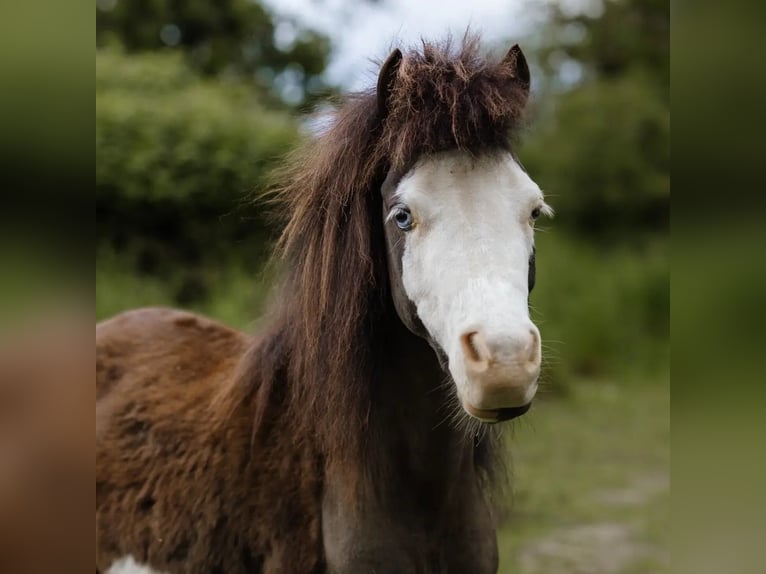 American Miniature Horse Stallion 3 years Overo-all-colors in Söhlde