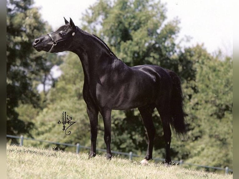 American Miniature Horse Stallion 3 years Overo-all-colors in Söhlde