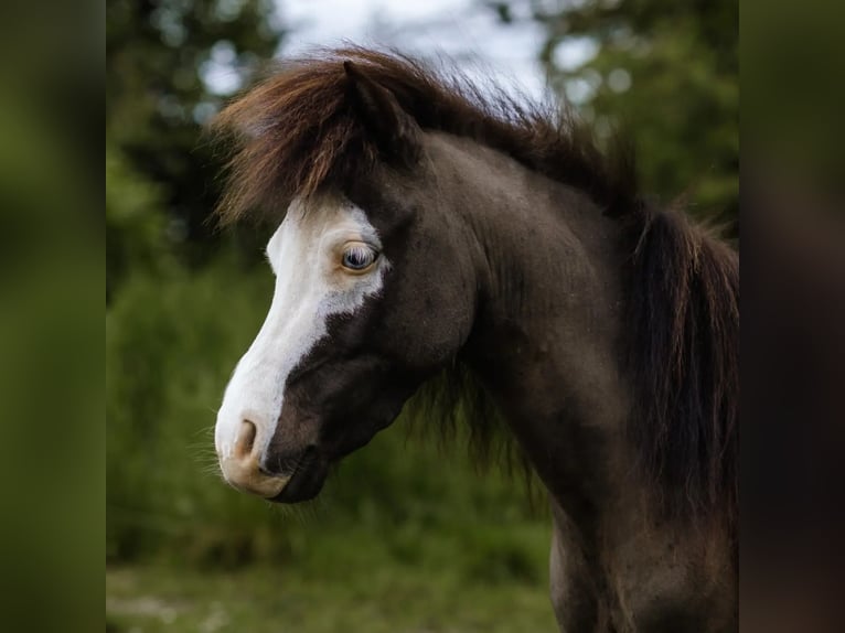 American Miniature Horse Stallion 3 years Overo-all-colors in Söhlde