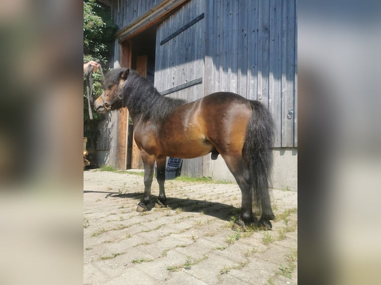 American Miniature Horse Stallion 4 years 7,3 hh Brown in Grünenbach