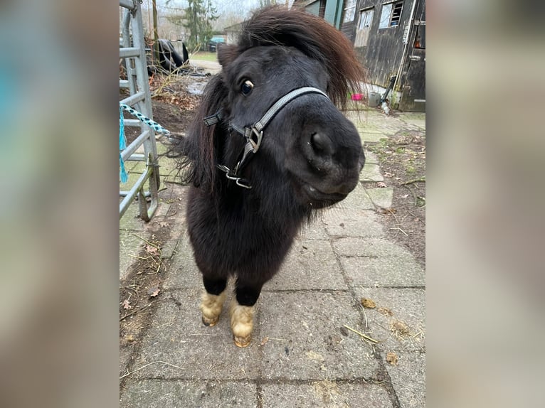 American Miniature Horse Stallion 4 years 7,3 hh Pinto in Hamburg Eidelstedt