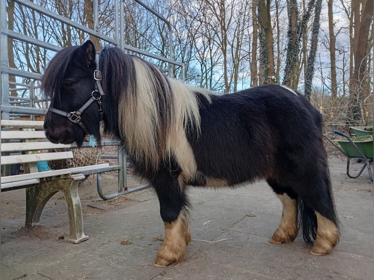 American Miniature Horse Stallion 4 years 7,3 hh Pinto in Hamburg Eidelstedt