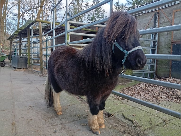 American Miniature Horse Stallion 4 years 7,3 hh Pinto in Hamburg Eidelstedt