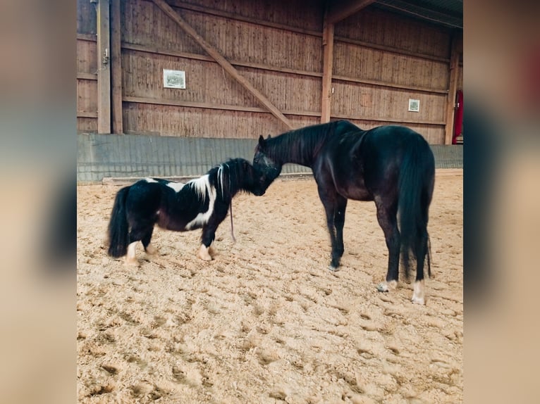 American Miniature Horse Stallion 4 years 7,3 hh Pinto in Hamburg Eidelstedt