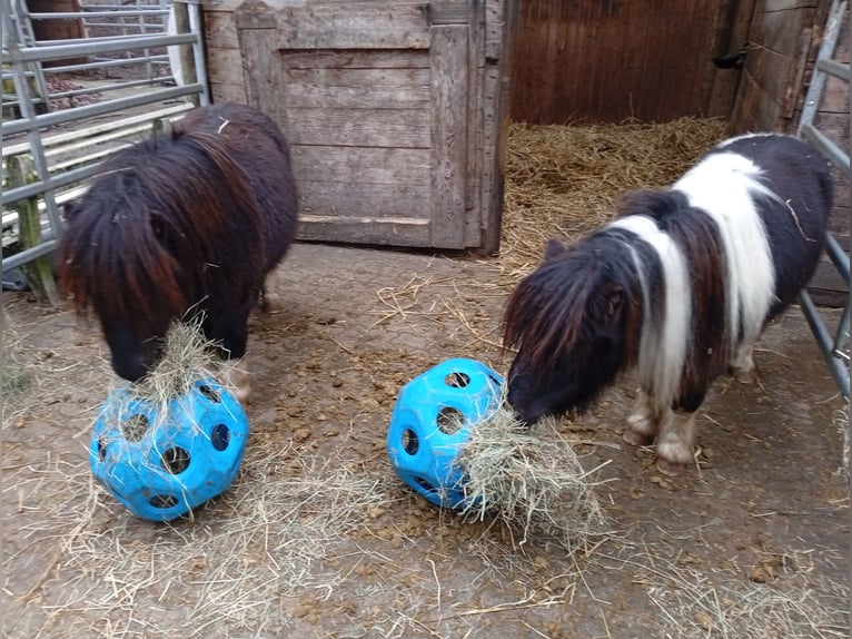 American Miniature Horse Stallion 4 years 7,3 hh Pinto in Hamburg Eidelstedt