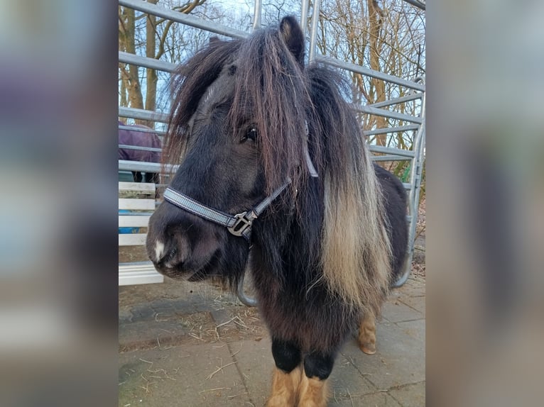 American Miniature Horse Stallion 4 years 7,3 hh Pinto in Hamburg Eidelstedt