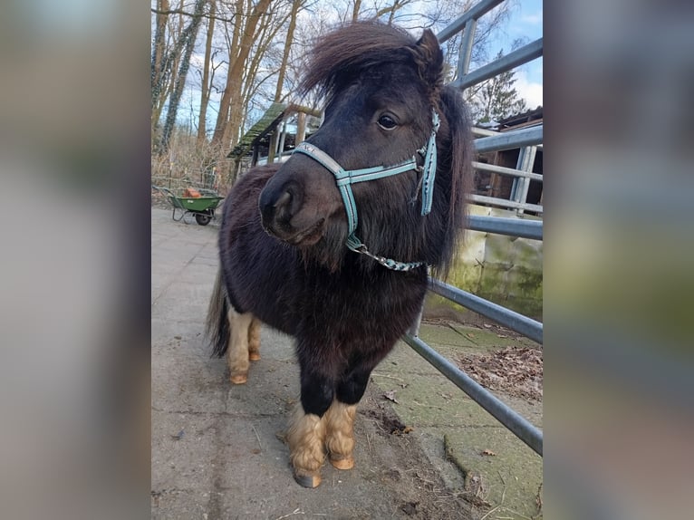 American Miniature Horse Stallion 4 years 7,3 hh Pinto in Hamburg Eidelstedt