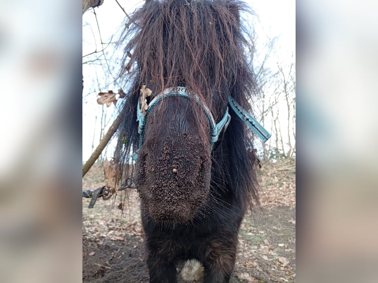 American Miniature Horse Stallion 4 years 7,3 hh Pinto in Hamburg Eidelstedt