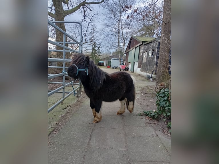 American Miniature Horse Stallion 4 years 7,3 hh Pinto in Hamburg Eidelstedt