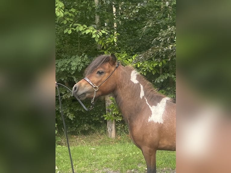 American Miniature Horse Stallion 4 years 8 hh Pinto in Bad Bentheim