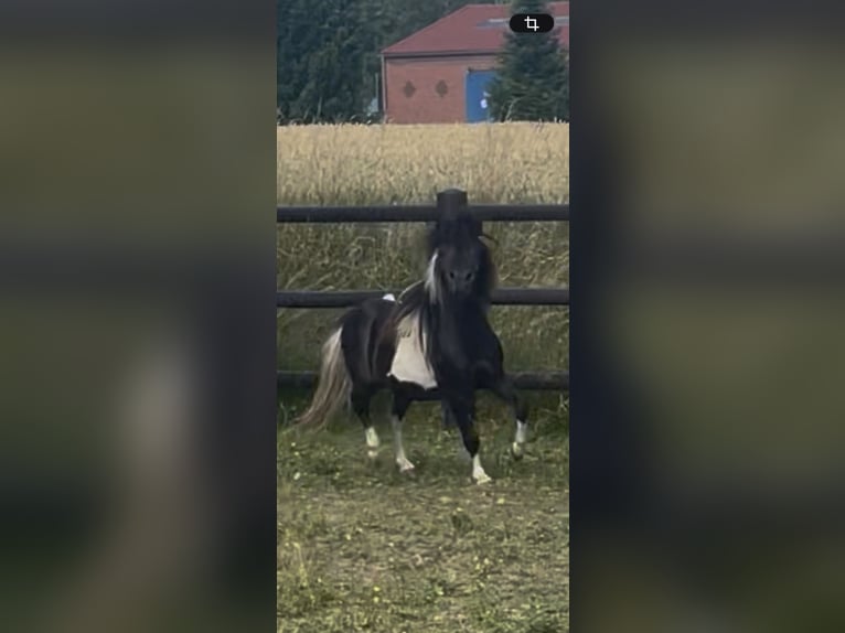 American Miniature Horse Stallion 4 years 8 hh Pinto in Bad Bentheim