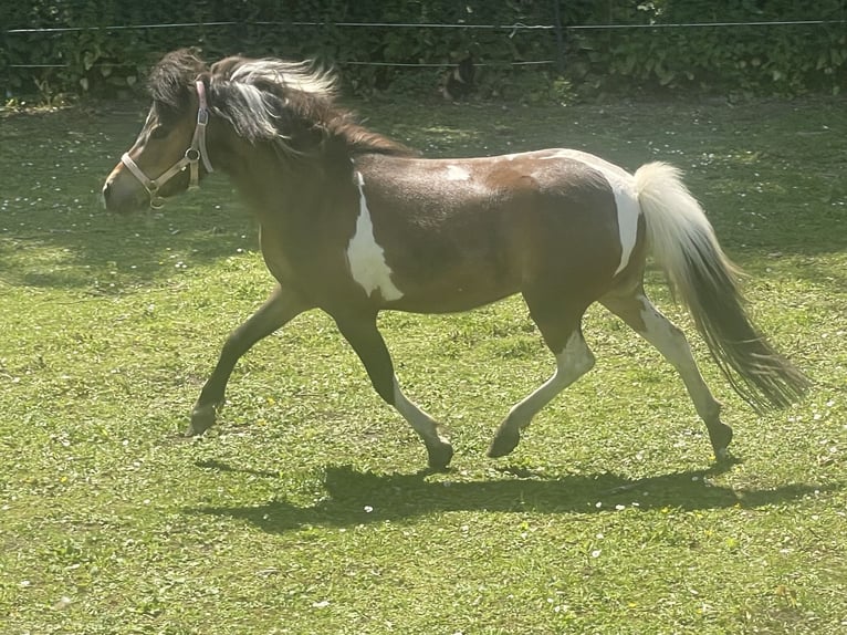 American Miniature Horse Stallion 4 years 8 hh Pinto in Bad Bentheim