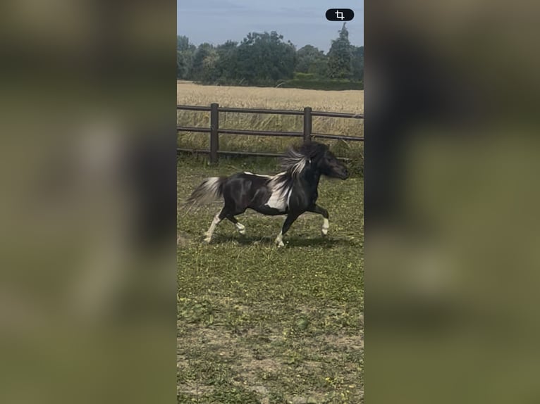 American Miniature Horse Stallion 4 years 8 hh Pinto in Bad Bentheim