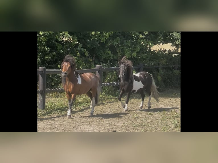 American Miniature Horse Stallion 4 years 8 hh Pinto in Bad Bentheim