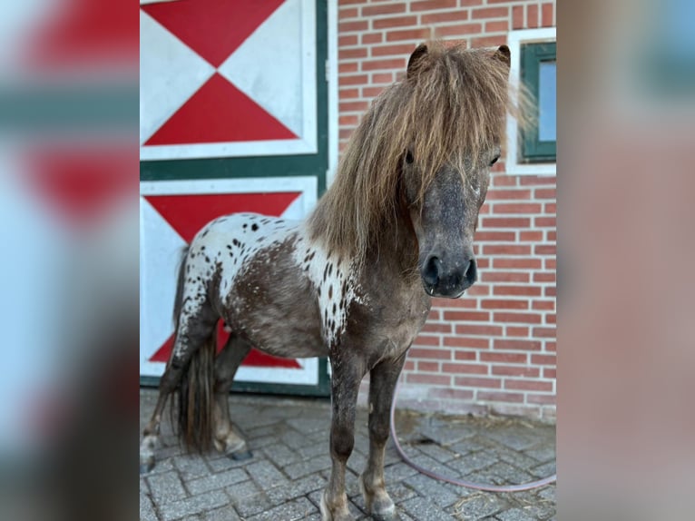 American Miniature Horse Stallion 4 years 9,2 hh Leopard-Piebald in  hilversum