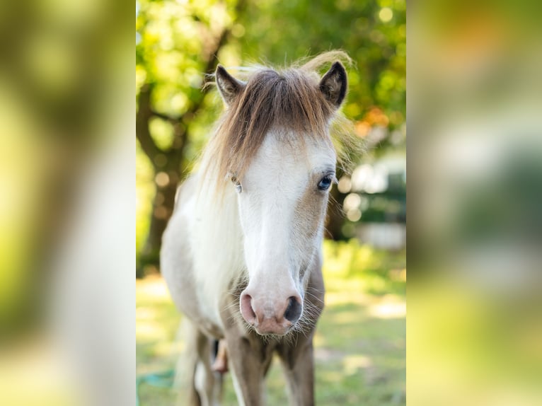 American Miniature Horse Stallion 4 years 9 hh Black in S&#xF6;hlde