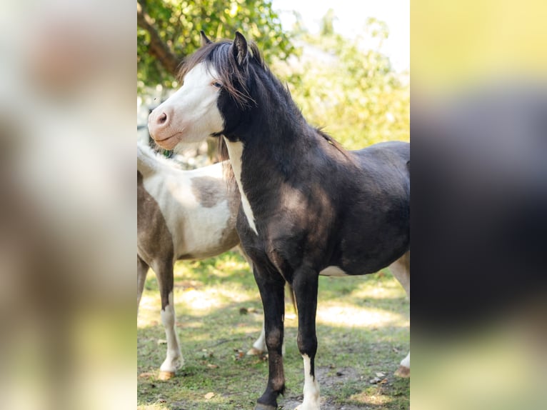 American Miniature Horse Stallion 4 years 9 hh Black in S&#xF6;hlde