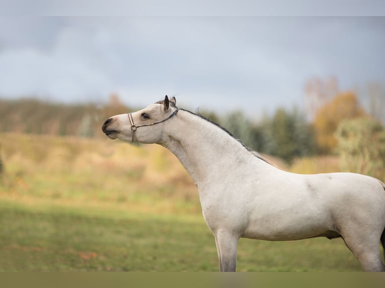 American Miniature Horse Stallion 4 years 9 hh Buckskin in Sieversdorf-Hohenofen
