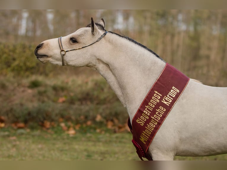 American Miniature Horse Stallion 4 years 9 hh Buckskin in Sieversdorf-Hohenofen