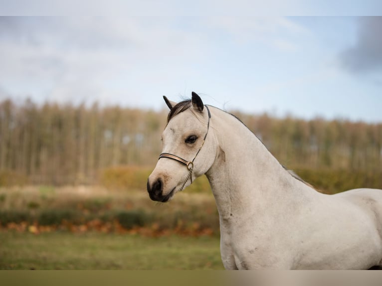 American Miniature Horse Stallion 4 years 9 hh Buckskin in Sieversdorf-Hohenofen