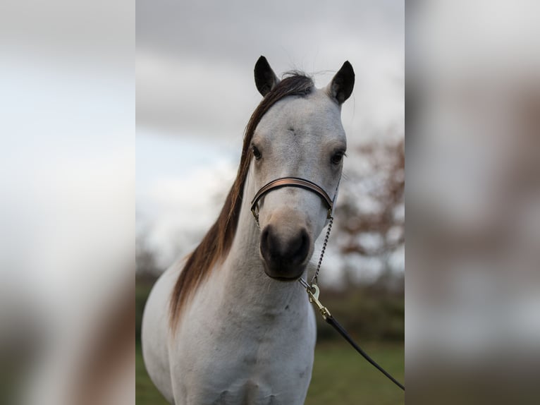 American Miniature Horse Stallion 4 years 9 hh Buckskin in Sieversdorf-Hohenofen