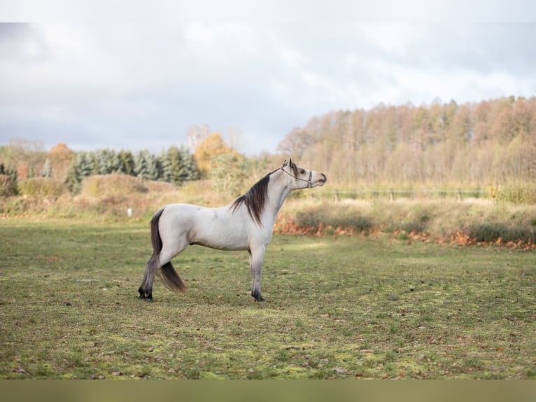 American Miniature Horse Stallion 4 years 9 hh Buckskin in Sieversdorf-Hohenofen