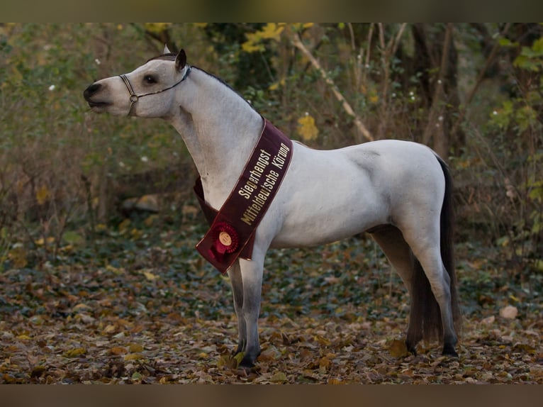 American Miniature Horse Stallion 4 years 9 hh Buckskin in Sieversdorf-Hohenofen