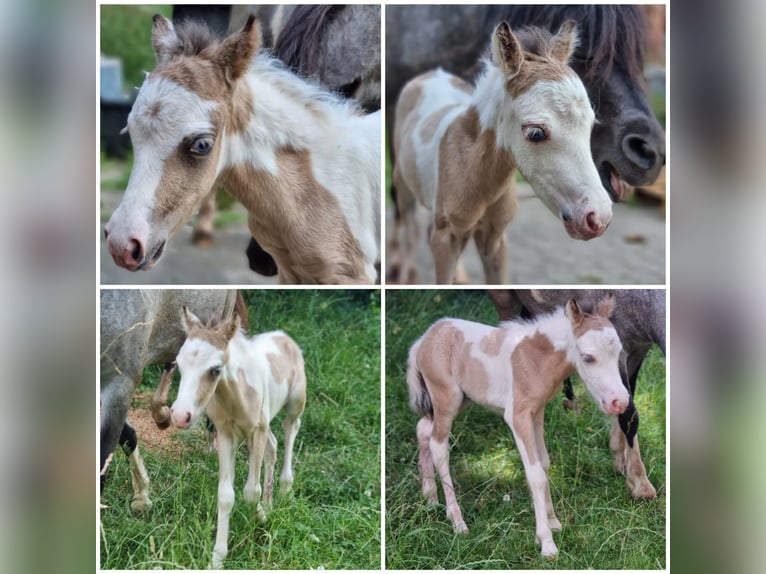 American Miniature Horse Stallion 4 years Roan-Blue in Söhlde