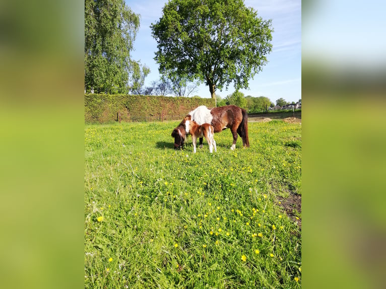 American Miniature Horse Mix Stallion 5 years 8,2 hh Tobiano-all-colors in Kerkenveld