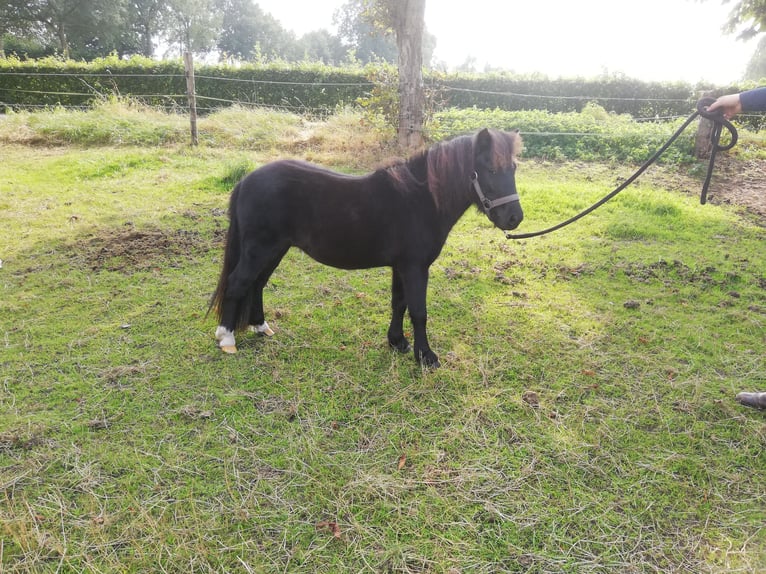 American Miniature Horse Mix Stallion 5 years 8,2 hh Tobiano-all-colors in Kerkenveld