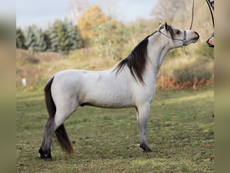 American Miniature Horse Stallion 5 years 8.3 hh Buckskin in Breddin