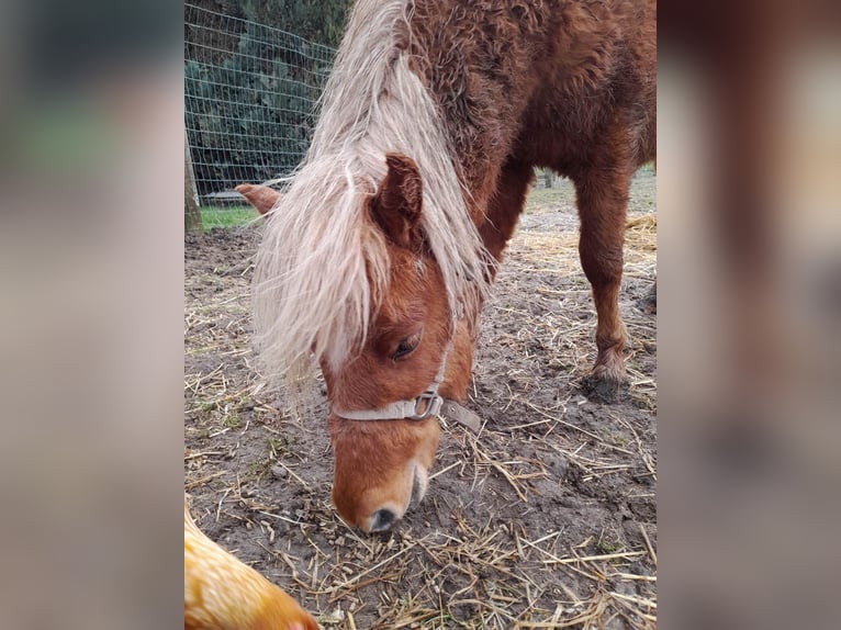 American Miniature Horse Stallion 5 years 9.2 hh Chestnut in Beveren