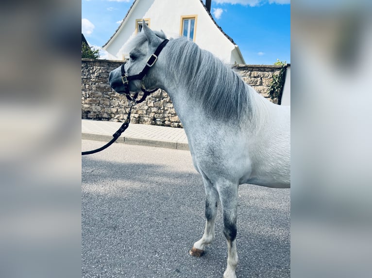 American Miniature Horse Stallion 6 years 7,3 hh Gray in Bad Krozingen