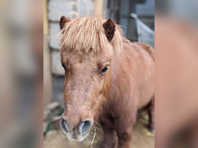 American Miniature Horse Stallion 6 years Chestnut-Red in Schmelz