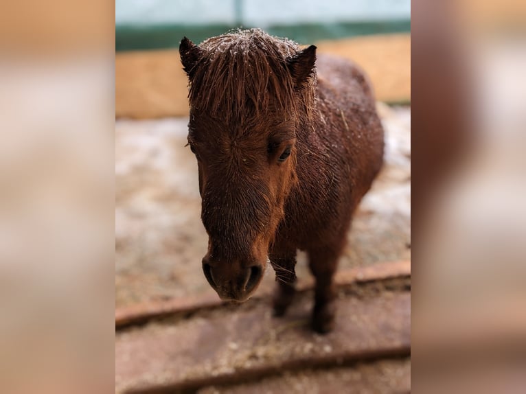 American Miniature Horse Stallion 6 years Chestnut-Red in Schmelz