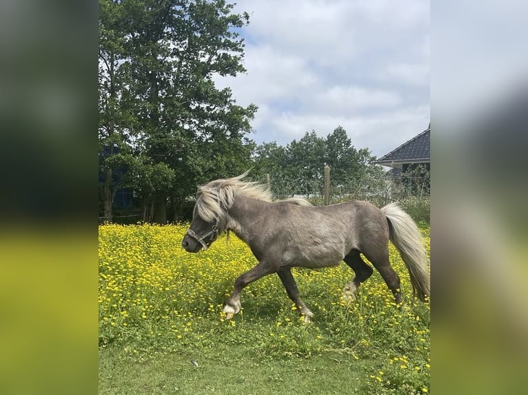 American Miniature Horse Stallion 7 years 7,2 hh Gray-Dapple in Kortemark